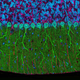 Illustration for article titled The Alien and Eerie Beauty of the Years Best Microscopic Photos